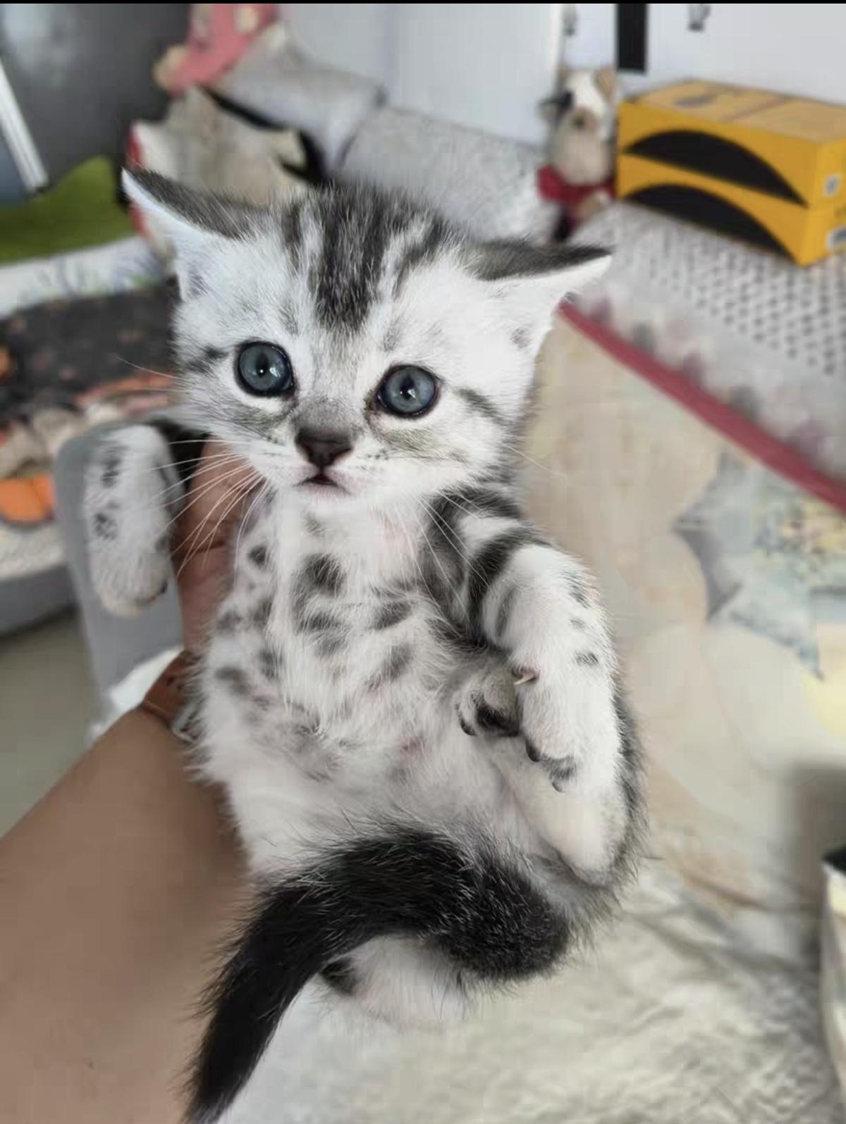 虎斑猫 花纹很正 很清晰 包子脸 虎头虎脑的，很可爱 公母都有